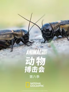 动物搏击会 第六季